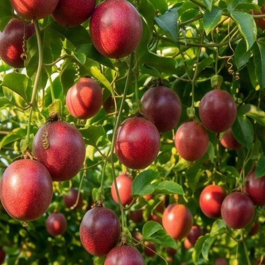 Red Passion Fruit Plant Live 4-7" Height, Tropical Passion Fruit Vine Plants, Well Rooted Plant for Outdoor Planting