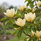 Magnolia Tree Live Plant in 2.5'' Pot, Magnolia Starter Tree, Ornamental Flowering Tree, Outdoor or Container Growing (Yellow Magnolia)