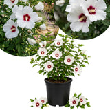 White Rose of Sharon Live Plant in Quart Pot, Althea Hibiscus Flowering Shrub for Outdoor Garden