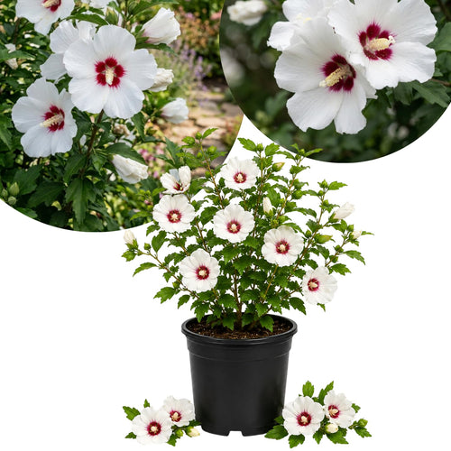 White Rose of Sharon Live Plant in Quart Pot, Althea Hibiscus Flowering Shrub for Outdoor Garden
