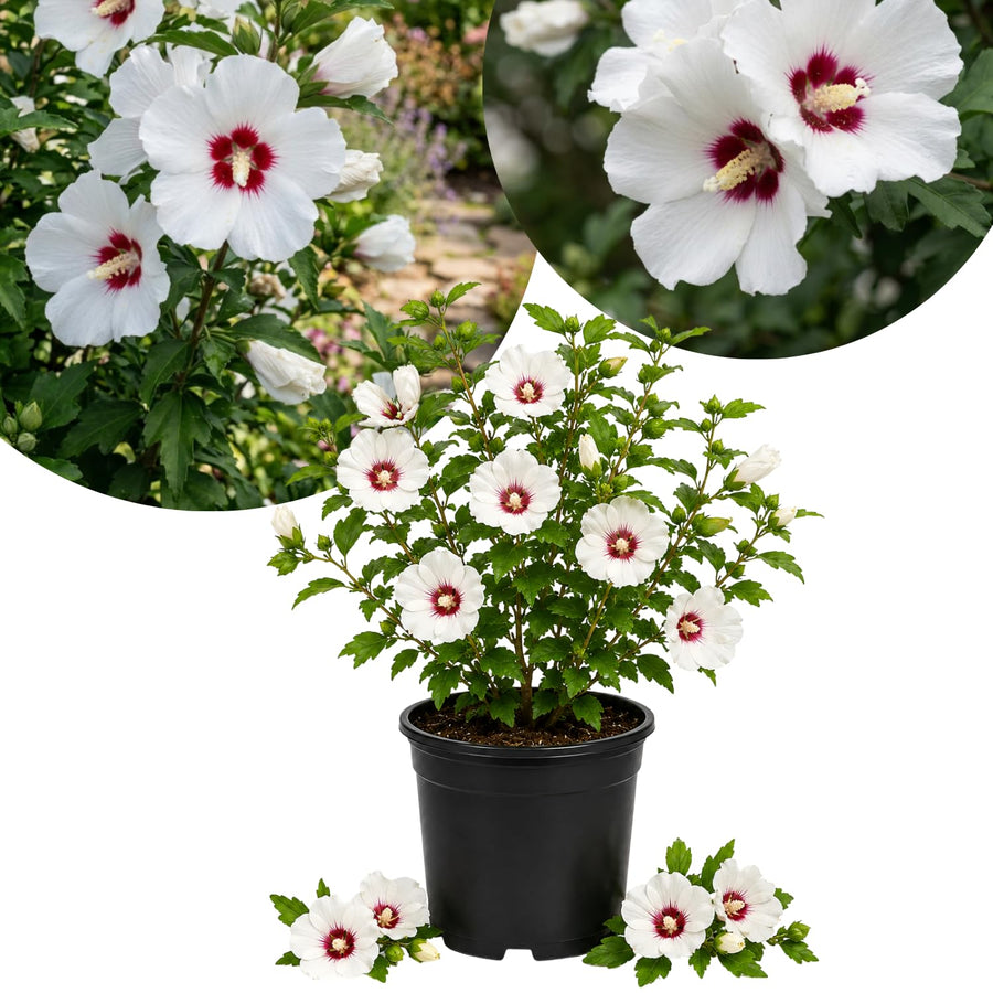 White Rose of Sharon Live Plant in Quart Pot, Althea Hibiscus Flowering Shrub for Outdoor Garden
