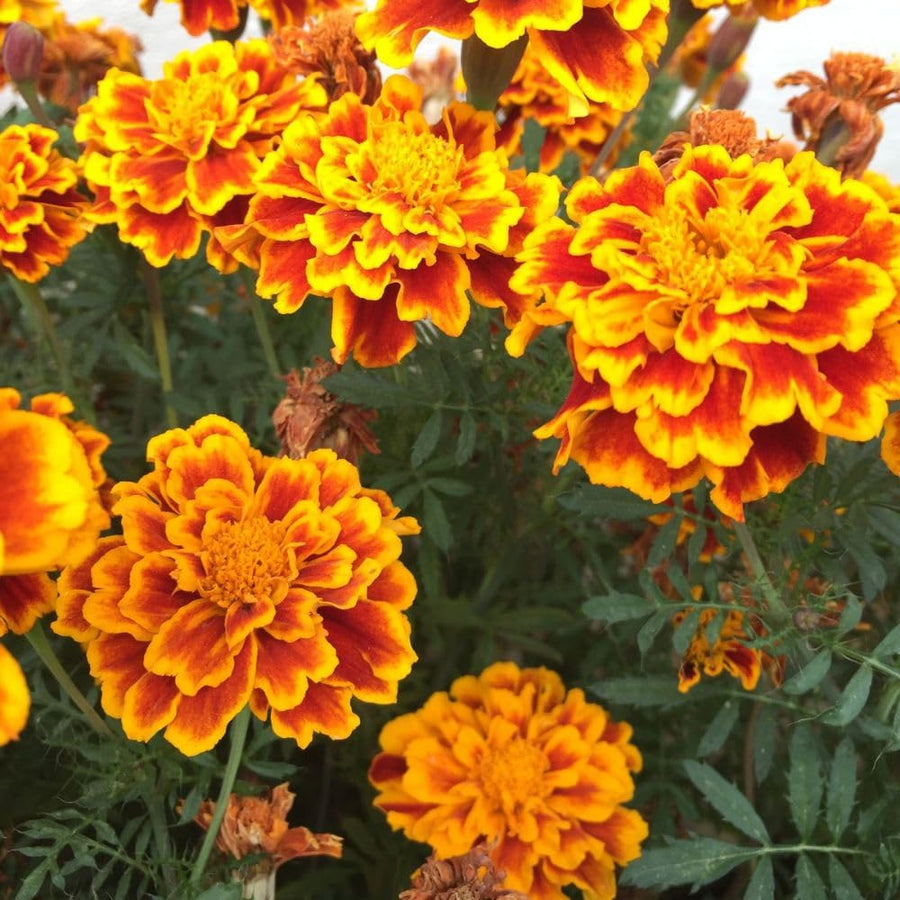 Set 3 Dwarf Marigold Live Plant, Mixed Color Marigold 4-6 Inch Tall for Outdoor Spaces and Container Gardens
