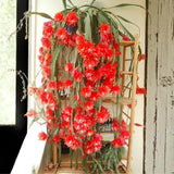 Long Epiphyllum Orchid Cactus Plants Live Tree, 1 Feet Tall Fully-Rooted in 4" Pot, Orchird Cactus Cold Hardy, Fragrant (Red)