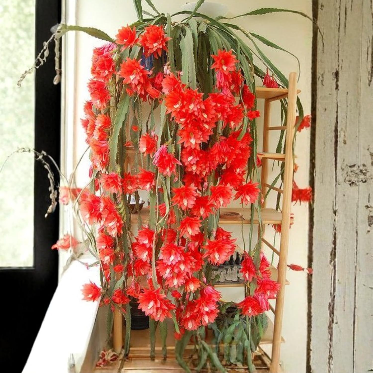 1 Feet Epiphyllum Orchid Cactus Plants Live, Vibrant Color Orchird Cactus Fully-Rooted in 4" Pot, Cold Hardy, Fragrant (Red)