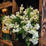 10 Lily of The Valley Roots, Perennial Lily Flower Plant, Lily of The Valley Rhizomes Garden Indoor Outdoor