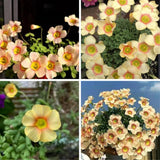Light Yellow Oxalis Flower Plant in 4'' Pot, 4-8'' Tall, Shamrock Flowers Plants, Perennial Flower Plants for Indoor and Outdoor Garden