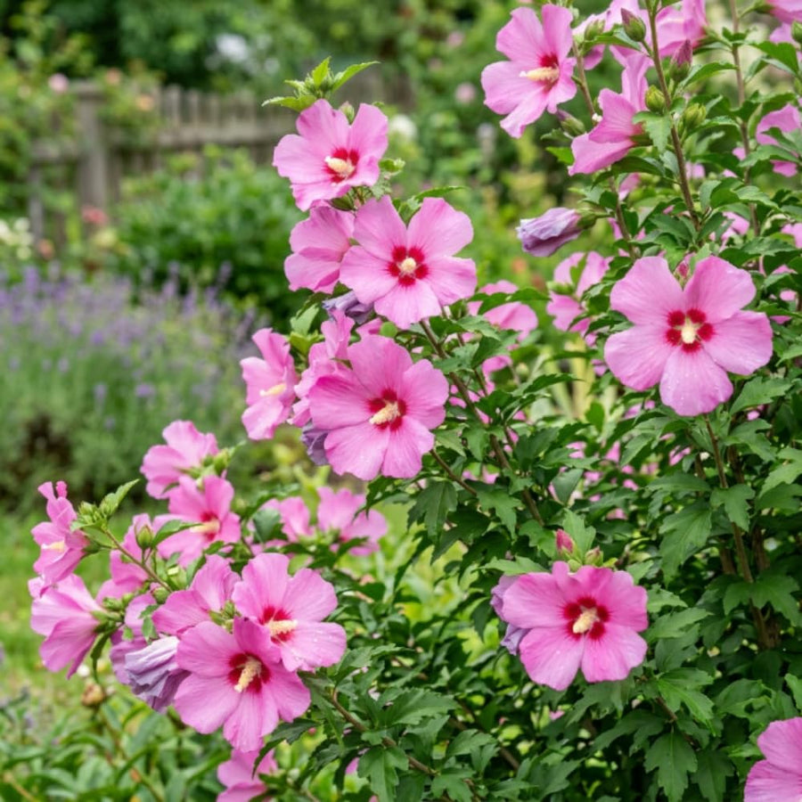 Pink Rose of Sharon Plant Live, Rose of Sharon Plant, Quart Pot, 6-10 Inches Tall, Vibrant Bloom, Pink Althea for Indoor Outdoor Growing