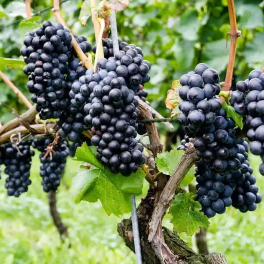 Summer Royal Black Seedless Grape Vines Trees Live Plants, Well-Rooted 1 to 2 Years Old, Grapes Plant Live for Outdoor Planting, Zones 3-9