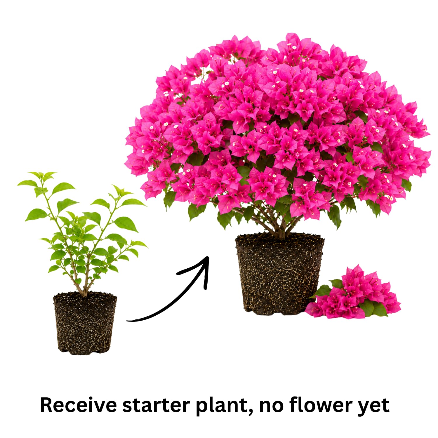 2 Trailing Bougainvillea Plants Live, Hardy Flowering Bougainvillea Plants for Hanging Basket, Container Growing, 4-8 Inches Tall (White)