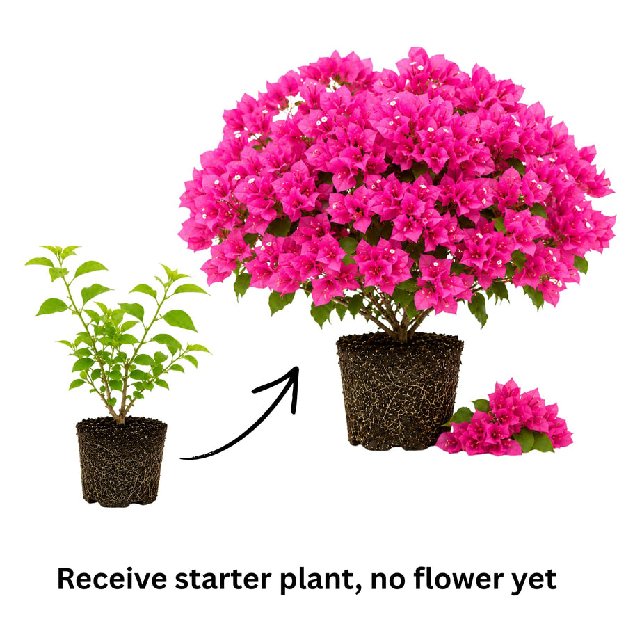 2 Trailing Bougainvillea Plants Live, Hardy Flowering Bougainvillea Plants for Hanging Basket, Container Growing, 4-8 Inches Tall (Bright Red)
