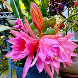 Epiphyllum Orchid Cactus Live Plant, 2 Plants Per Pot, Blooming Orchid Cactus for Indoor or Outdoor Growing (Pink Epiphyllum)