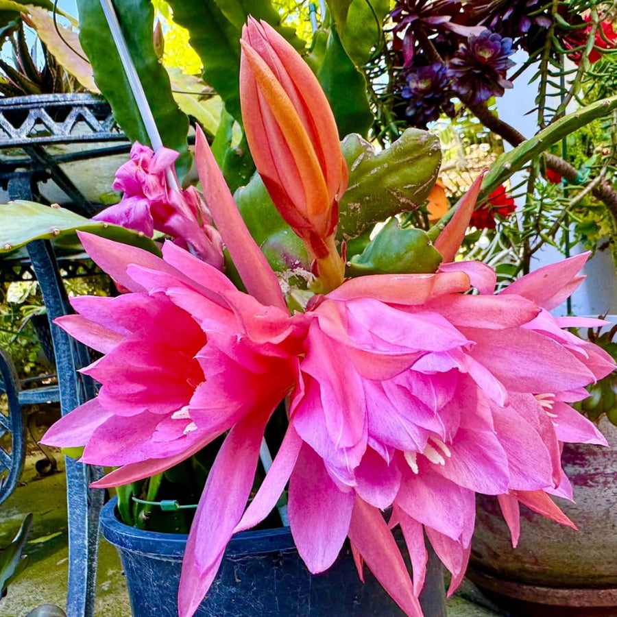 Epiphyllum Orchid Cactus Live Plant, 2 Plants Per Pot, Blooming Orchid Cactus for Indoor or Outdoor Growing (Pink Epiphyllum)