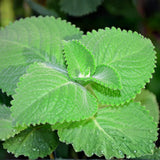 2 Cuban Oregano Live Plants Herbs, 5-9" in Tall Very Well-Rooted, Vegetables Mexican Mint or Spanish Thyme Ready to Plant Outdoor Spring