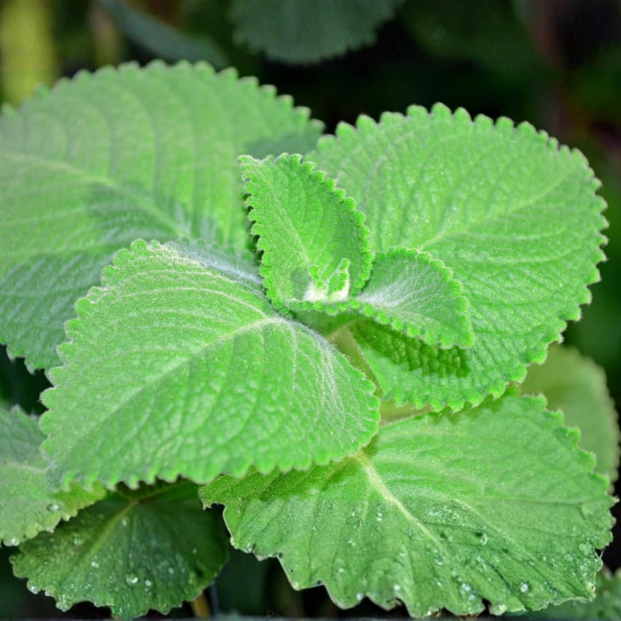 2 Cuban Oregano Live Plants Herbs, 5-9" in Tall Very Well-Rooted, Vegetables Mexican Mint or Spanish Thyme Ready to Plant Outdoor Spring