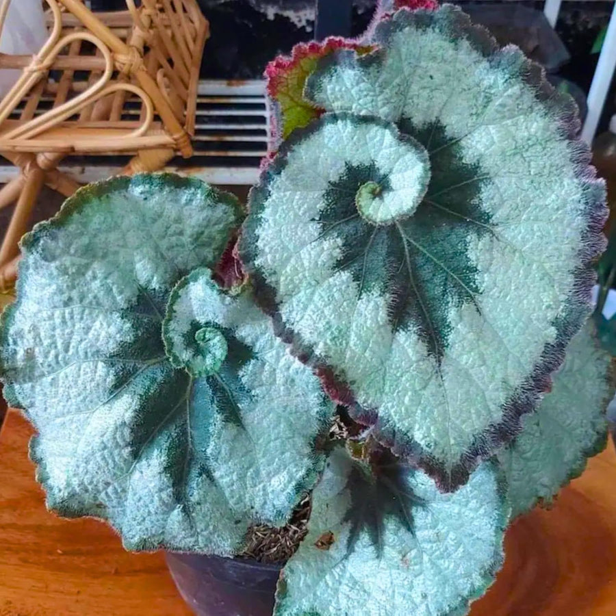 Combo 4 Begonias Houseplant Live Indoor, Rare Deep Green Begonia Maculata Live Plant, Begonias Live Plants Outdoor, 4 to 8 Inc Tall