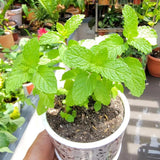 Live Mint Plant in 3.5'' Pot, Herb Plants for Planting Indoor Outdoor, Fragrant, Hardy, Perennial Herbs (Peppermint)