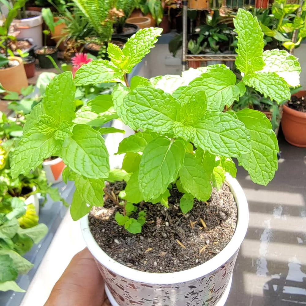 Live Mint Plant in 3.5'' Pot, Herb Plants for Planting Indoor Outdoor, Fragrant, Hardy, Perennial Herbs (Peppermint)