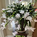 White Christmas Cactus Plants Live, 4 to 6 Inch Tall Live Christmas Cactus Bare Roots, Perennial Well Rooted Flower Plants, Holiday Houseplant, No Pot