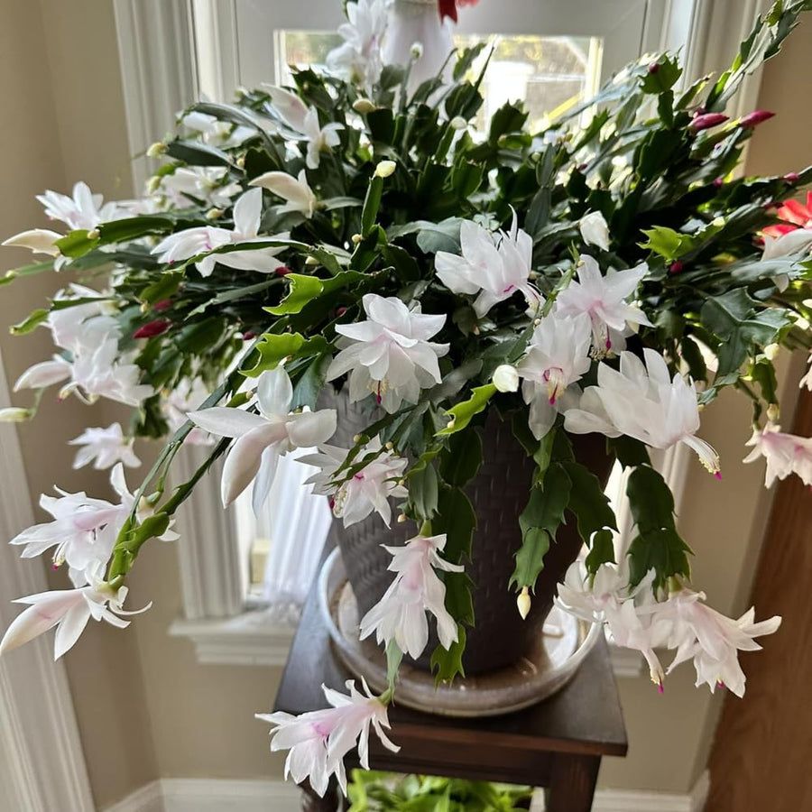 White Christmas Cactus Plants Live, 4 to 6 Inch Tall Live Christmas Cactus Bare Roots, Perennial Well Rooted Flower Plants, Holiday Houseplant, No Pot
