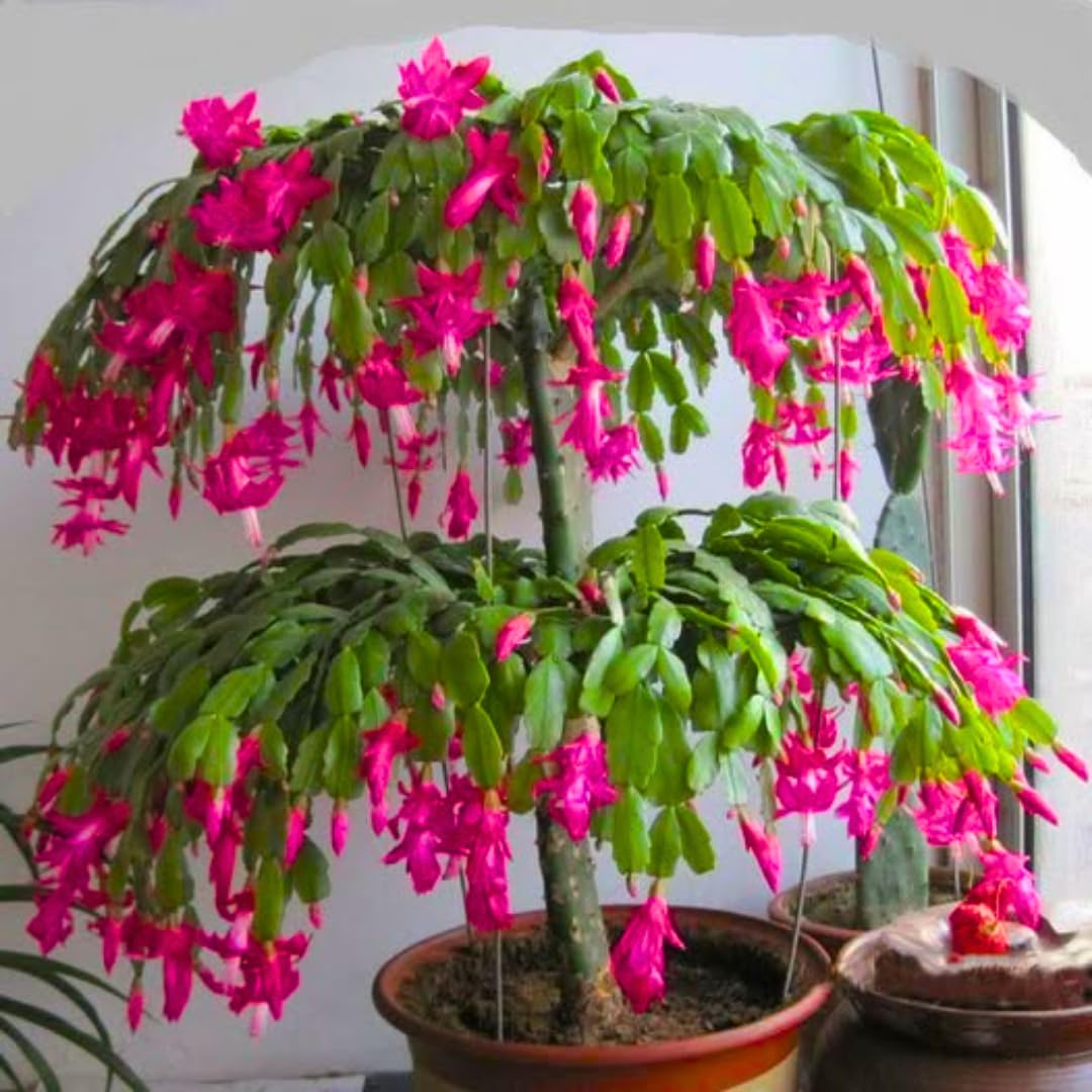 Pink Thanksgiving Cactus in 4" Pot for Spring Planting, Indoor Outdoor Home Decor