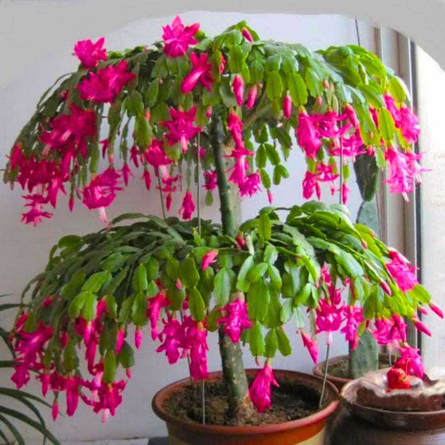Pink Thanksgiving Cactus in 4" Pot for Spring Planting, Indoor Outdoor Home Decor