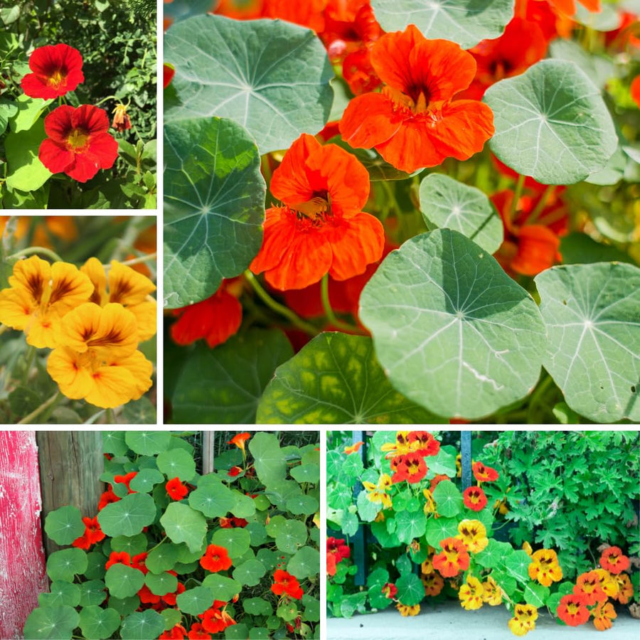 2 Pots Nasturtium Plants, 4 Inch Pot, 4-6″ Tall Nasturtium Flower Starter Plants, Trailing Garden Plant for Containers and Beds