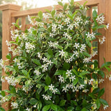 Star Jasmine Plant Live, 3-5 Inc Tall, Star Jasmine Live Plant, Fragrant Bloom, Fast Growing Climbing Vine for Trellis, Outdoor Garden