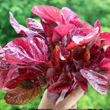 5000 Red Amaranth Seeds for Planting, Tricolor Vegetable Seeds for Garden, Fresh Amaranth Seed for Raised Beds, Containers or Outdoor Growing