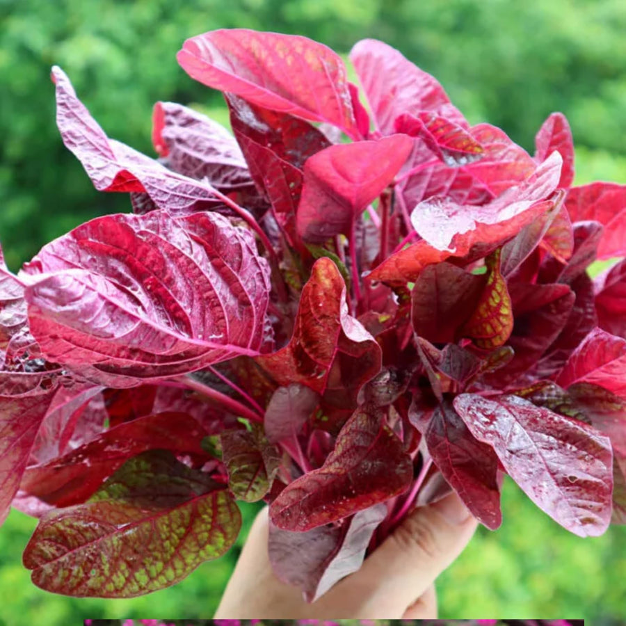 5000 Red Amaranth Seeds for Planting, Tricolor Vegetable Seeds for Garden, Fresh Amaranth Seed for Raised Beds, Containers or Outdoor Growing
