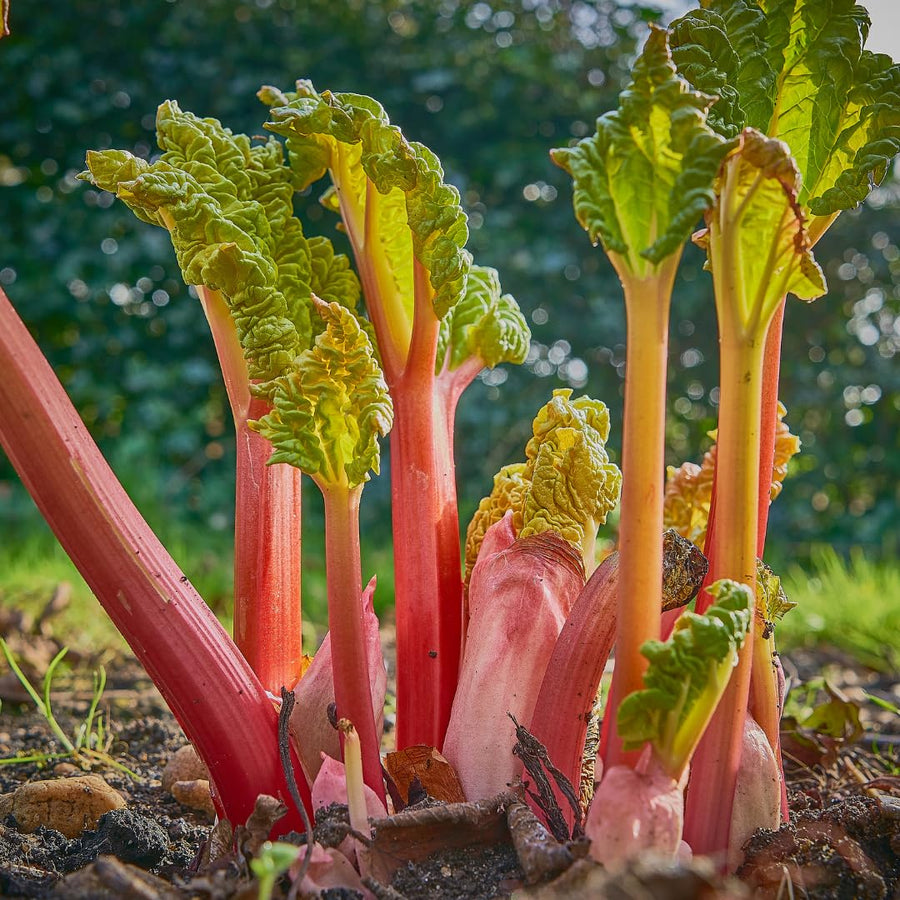 Pack of 100 Red Rhubarb Seeds for Planting, Rhubarb Plant Seeds for Outdoor Gardening, Perennial Vegetable Seeds for Home Garden Beds or Containers