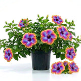 Purple Yellow Hibiscus Plant Live, Hardy Hibiscus Plants Live 5-7 Inches Tall, Vibrant Blooming Flower, Well-Rooted Plant for Home Garden Indoor Outdoor