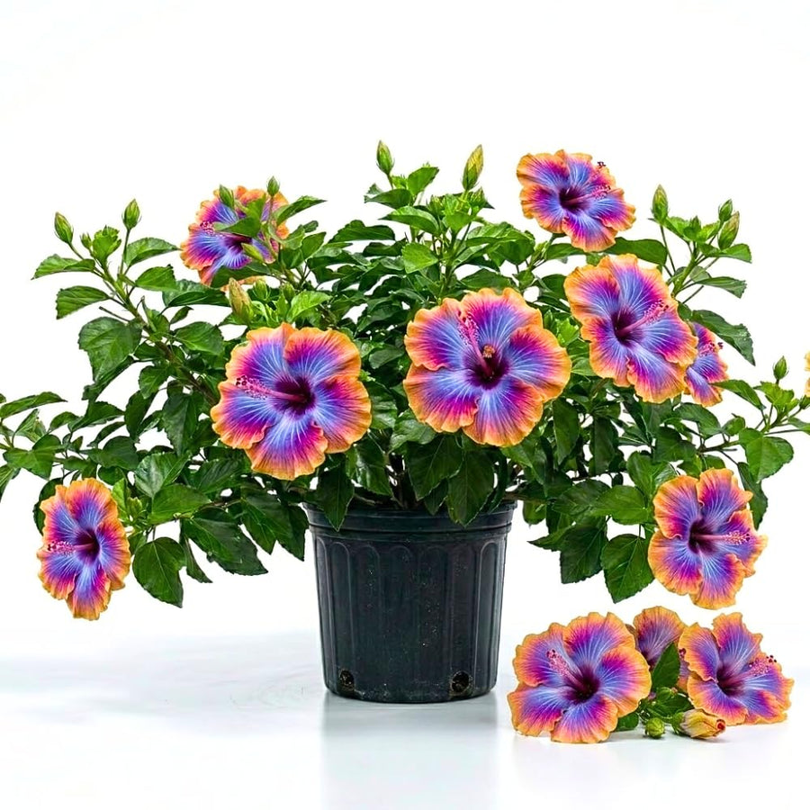 Purple Yellow Hibiscus Plant Live, Hardy Hibiscus Plants Live 5-7 Inches Tall, Vibrant Blooming Flower, Well-Rooted Plant for Home Garden Indoor Outdoor