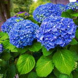 Blue Hydrangea Live Plant, 2.5 Inch Pot, Color Changing Hydrangea Bush, Hardy Perennial Flowering Shrub, 6-12" Tall