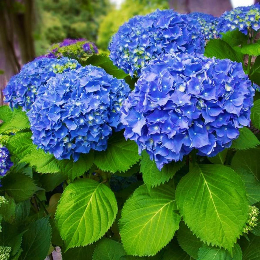 Blue Hydrangea Live Plant, 2.5 Inch Pot, Color Changing Hydrangea Bush, Hardy Perennial Flowering Shrub, 6-12" Tall