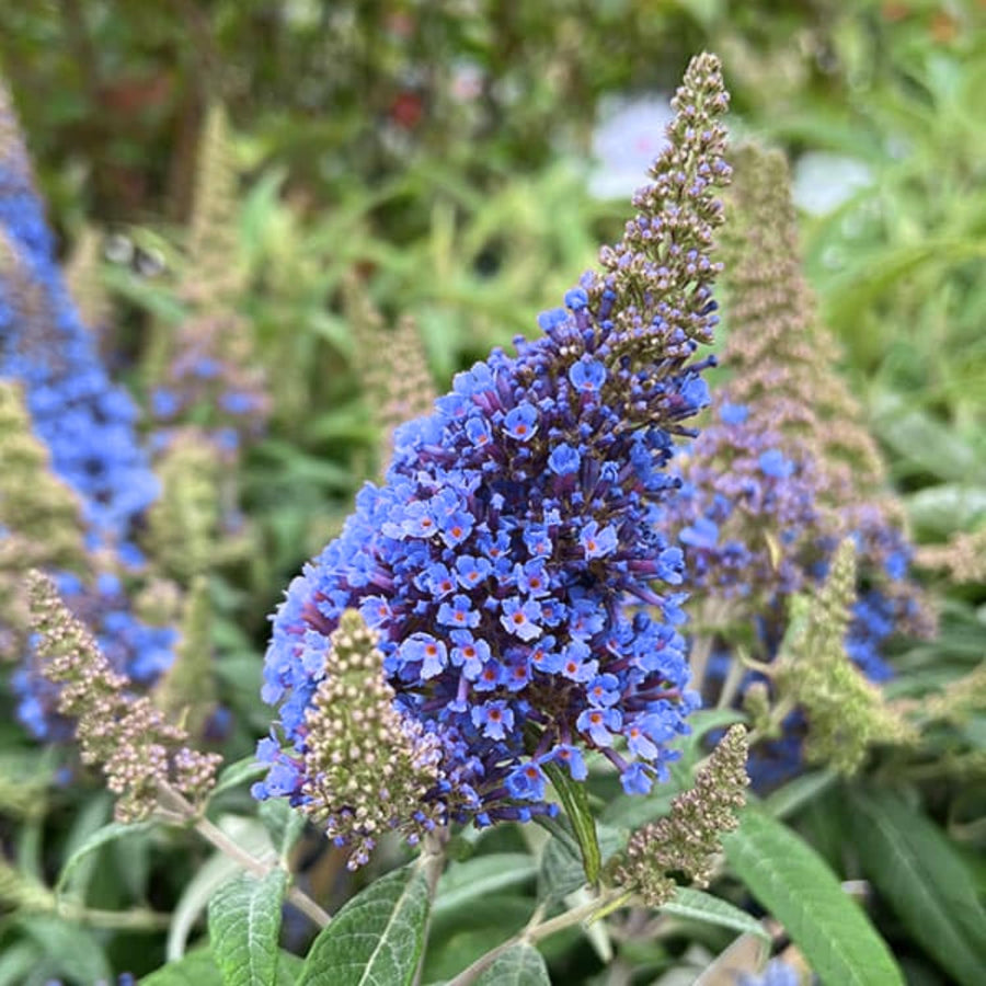 2 Butterfly Bush Shrubs Live Plants, Light Blue Butterfly Bush Plants Trees Flower Shrub for Planting Garden Indoor Outdoor