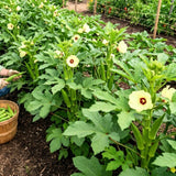 Okra Live Plant in 4" Pot, Okra Seedling from 3-5 Inches Tall, Edible Vegetable Plant for Outdoor Growing, Backyard Gardens and Raised Beds, 2PPP