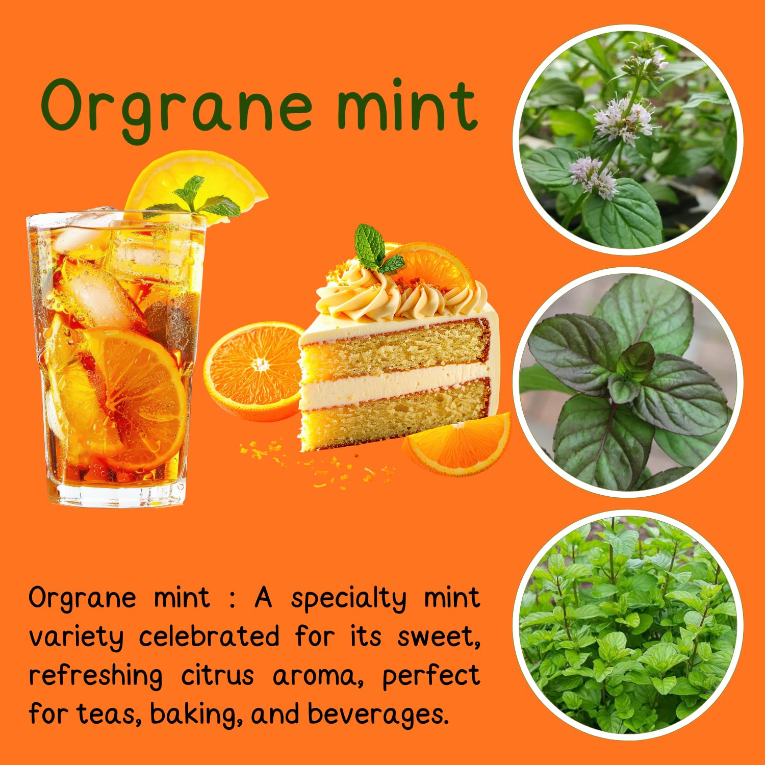 TANKDA Sets 2 Live Mint Plants Herb in 3.5" Pot, Fresh Orange Mint for Indoor Outdoor Growing, Spring Planting, 5-9" in Tall