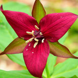 Set of 5 Red Trillium Bulbs, Large Bulbs, Trillium Bulbs for Planting, Trillium Bulbs Bulk for Garden, Trillium Flower Bulbs, Ready to Plant