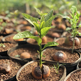 HASS Avocado Tree Live Plant, Avocado Fruit Tree for Garden or Container Growing, Well Rooted 6-10 Inches, Zones 9–11