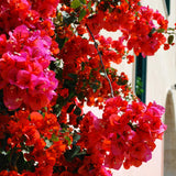 Bougainvillea Plants - Pack 2 Bougainvillea Flowering Plants - Starter from 4 to 6 Inches Tall Bareroot - Growing Outdoor (Red)