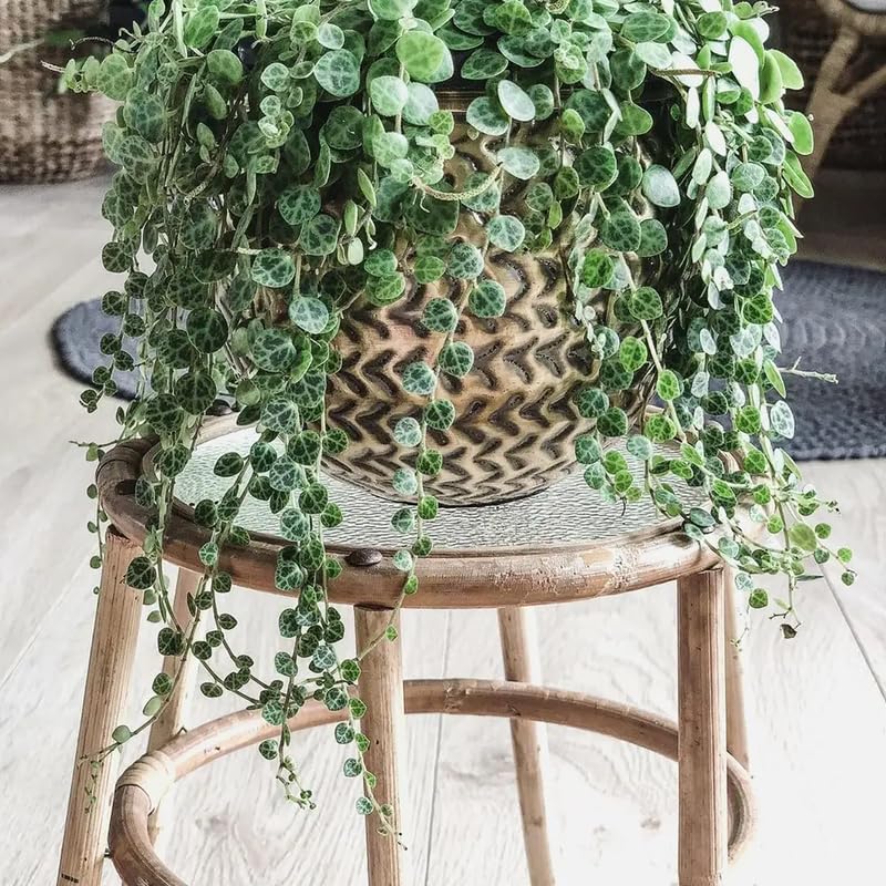 Peperomia String of Turtles Plant Live, Trailing Indoor Succulent, 6 Inch Pot, Easy Care Houseplant