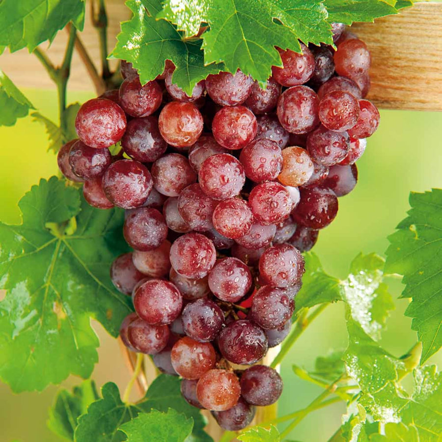 Red Grape Vine Plant Live for Planting 1 to 2 Years Old, Bunch Grape Plant Live Grape Tree, Grape Fruit Tree for Planting