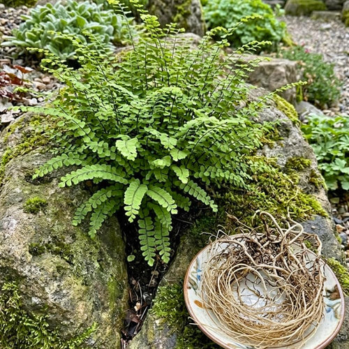 5 Maidenhair Fern Rhizomes Live Plants for Planting, Ferns Live Plants Outdoors Indoors Full Shade, Bare Roots, Fast-Growing