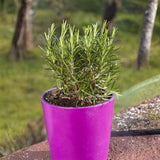 Upright Rosemary Live Plant 4-7 Inches, Hardy, Fragrant Herb for Pots and Containers Growing