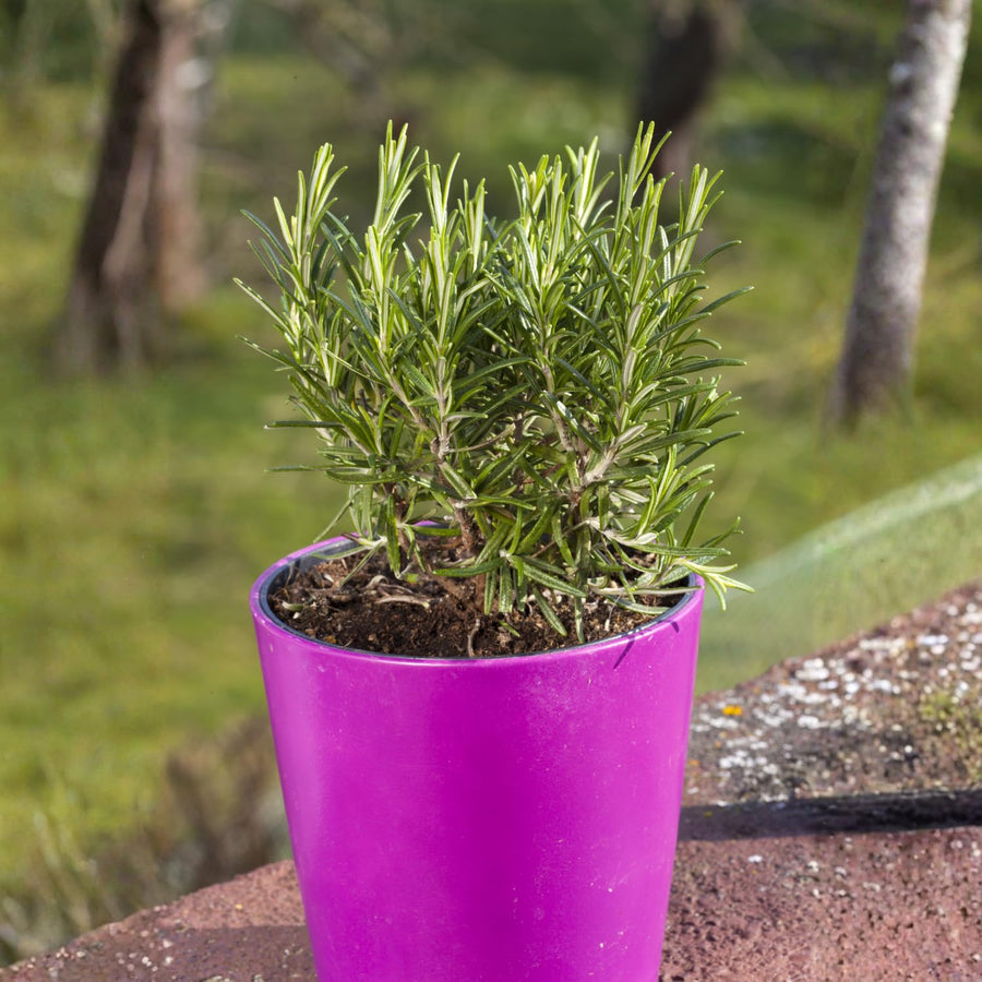 Upright Rosemary Live Plant 4-7 Inches, Hardy, Fragrant Herb for Pots and Containers Growing