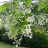 White Fringe Tree Live Plant 8-10 Inches Tall, in Quart Pot, White Fringe Plant Ornamental Shrub for Garden and Yard, Dormant in Winter
