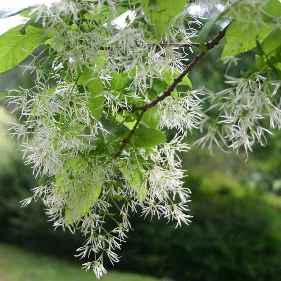 White Fringe Tree Live Plant 8-10 Inches Tall, in Quart Pot, White Fringe Plant Ornamental Shrub for Garden and Yard, Dormant in Winter