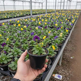 Set 2 Pansy Plants Live, Live Pansies Plant, Assorted Flowers, 4-7 Inc Tall, Solid Bloom Pansy, Colorful Pansies Seedling for Ground Cover, Hanging Basket and Container