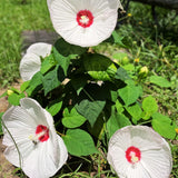 Hardy Hibiscus Plants Live – 12-Inch White Hibiscus Tree, Vibrant Blooms, Easy to Grow, Hibiscus Cutting Back
