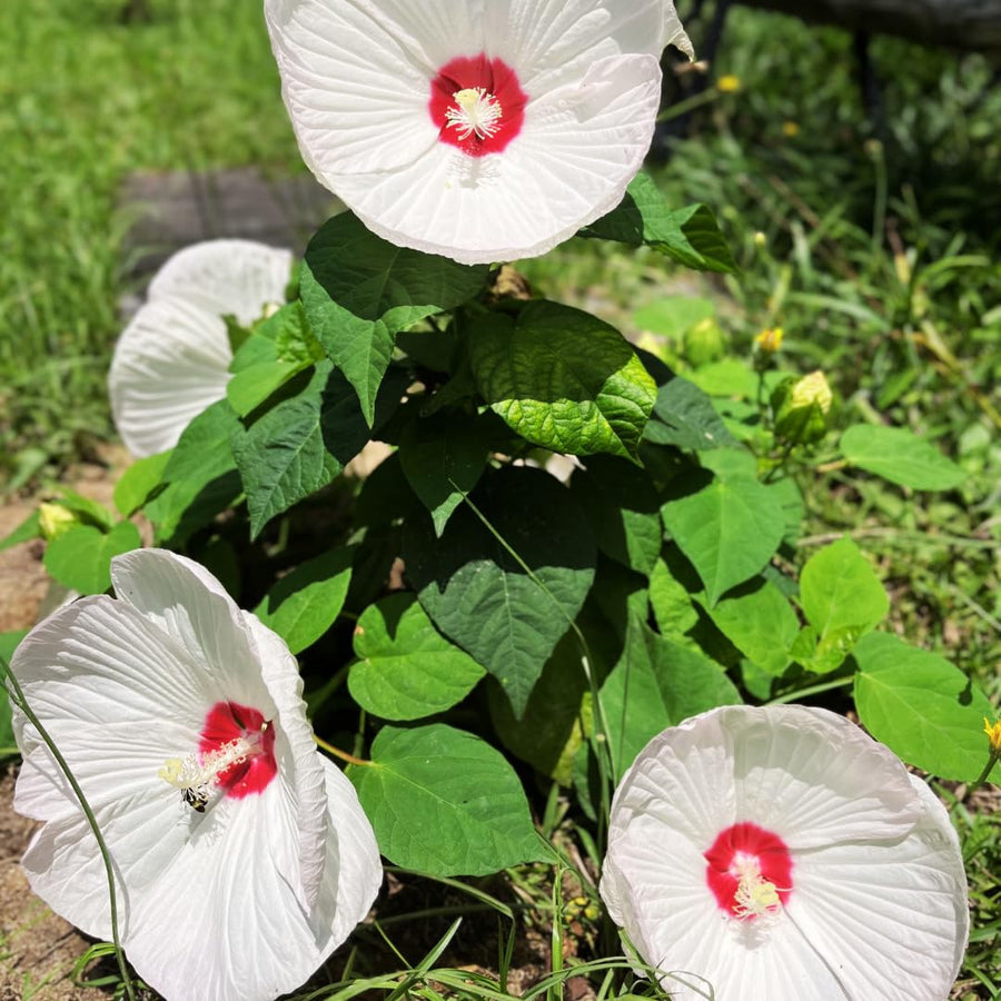 Hardy Hibiscus Plants Live – 12-Inch White Hibiscus Tree, Vibrant Blooms, Easy to Grow, Hibiscus Cutting Back